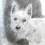 Fritz (Westie)