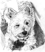 Mickey (Westie)