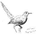 Cat bird, drawn while on submarine patrol in the atlantic by Tim Crockett