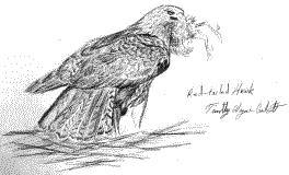 Hawk, drawn while on submarine patrol in the atlantic by Tim Crockett