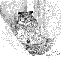 Barn Owl with chick drawn while on submarine patrol in the atlantic by Tim Crockett